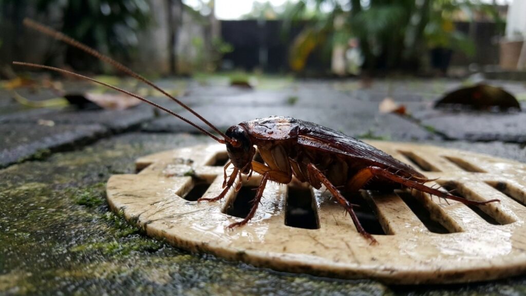 Basta um punhado de folhas esmagadas no ralo externo para se livrar de baratas voadoras de vez