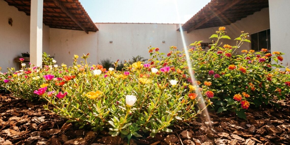9 flores que amam o sol escaldante do meio-dia e ainda continuam desabrochando sem murchar nos verões mais secos