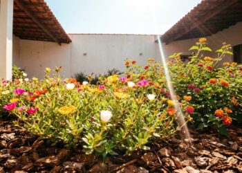 9 flores que amam o sol escaldante do meio-dia e ainda continuam desabrochando sem murchar nos verões mais secos