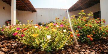 9 flores que amam o sol escaldante do meio-dia e ainda continuam desabrochando sem murchar nos verões mais secos