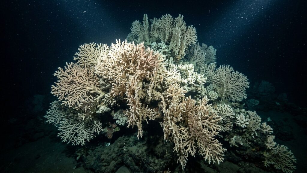 Trecho do mar da Argentina considerado inexplorado surpreende a ciência ao registrar um mundo oculto com recifes gigantes e uma misteriosa água-viva fantasma