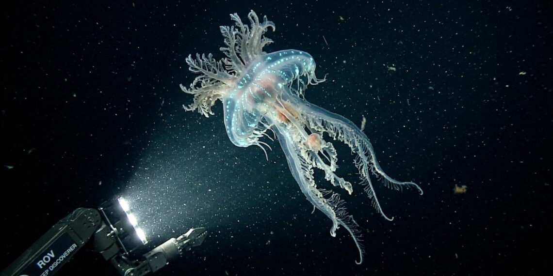 Região oceânica considerada inexplorável surpreende a comunidade científica ao registrar a descoberta histórica de 1.100 novas espécies marinhas
