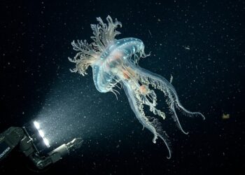 Região oceânica considerada inexplorável surpreende a comunidade científica ao registrar a descoberta histórica de 1.100 novas espécies marinhas