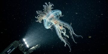 Região oceânica considerada inexplorável surpreende a comunidade científica ao registrar a descoberta histórica de 1.100 novas espécies marinhas
