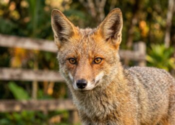 O incrível parque do Equador onde vivem lobos do páramo, ursos e mais de 500 espécies de aves
