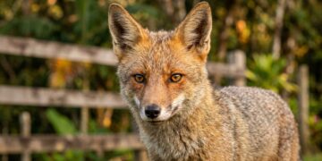 O incrível parque do Equador onde vivem lobos do páramo, ursos e mais de 500 espécies de aves