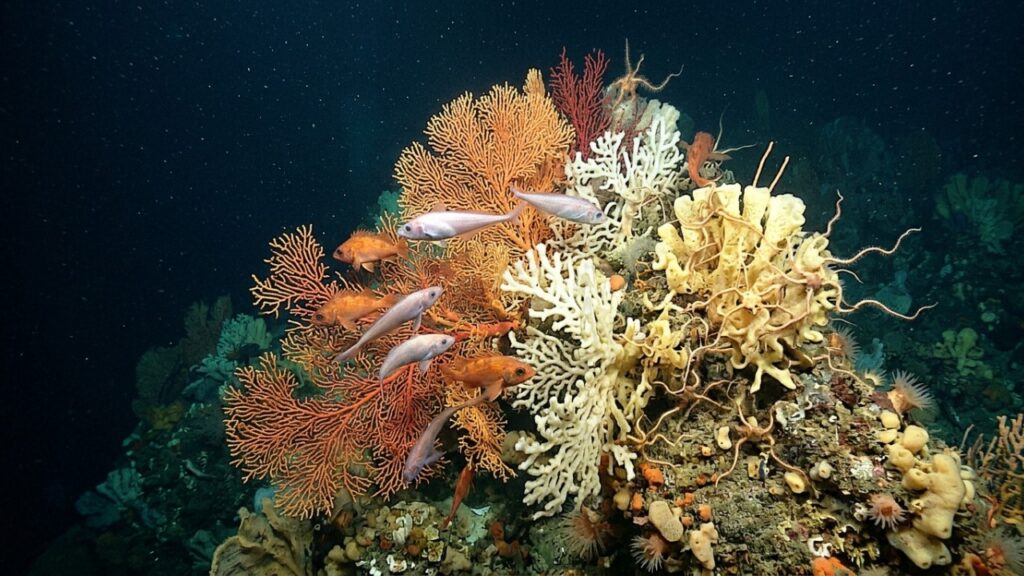 Região abissal considerada inóspita no Chile surpreende a biologia marinha ao registrar a descoberta de uma nova e misteriosa espécie de polvo