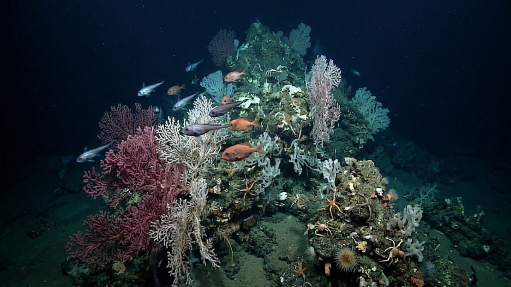Região abissal considerada inóspita no Chile surpreende a biologia marinha ao registrar a descoberta de uma nova e misteriosa espécie de polvo