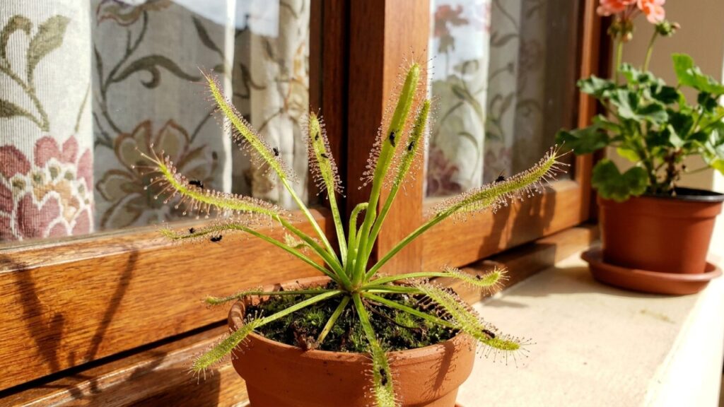 A planta carnívora de fácil cultivo que virou moda em cozinhas porque além de pequena, devora os mosquitinhos das frutas