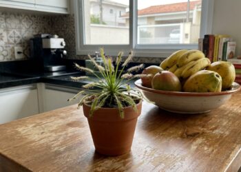 A planta carnívora de fácil cultivo que virou moda em cozinhas porque além de pequena, devora os mosquitinhos das frutas