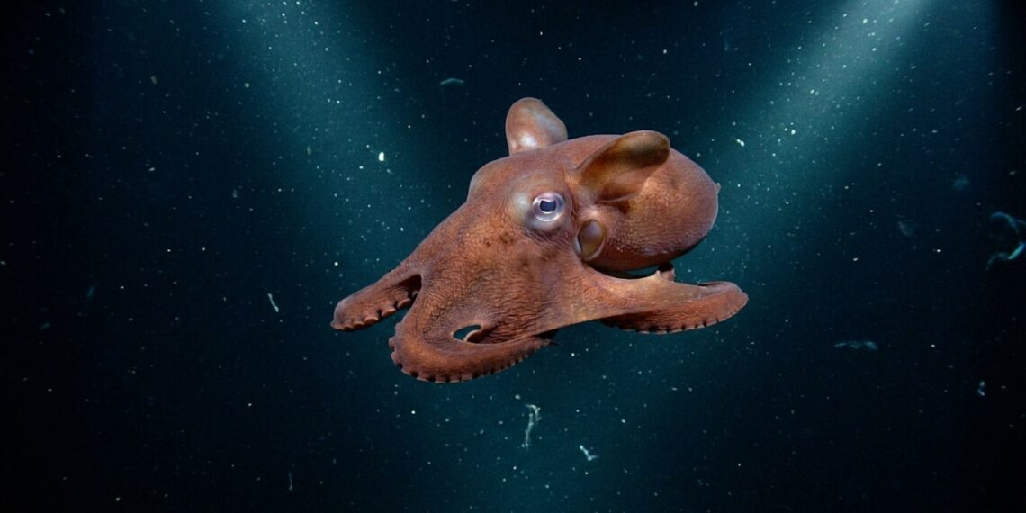 Biólogos encontram esta criatura exótica vivendo nas profundezas marinhas e o registro do polvo Opisthoteuthis carnarvonensis mostra o quanto do oceano ainda permanece sem nome