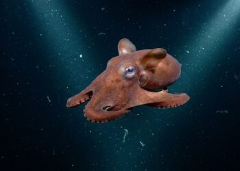 Biólogos encontram esta criatura exótica vivendo nas profundezas marinhas e o registro do polvo Opisthoteuthis carnarvonensis mostra o quanto do oceano ainda permanece sem nome
