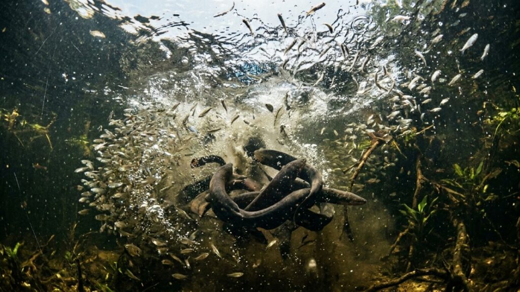 Esta espécie de enguia elétrica amazônica que virou destaque entre biólogos porque além de viver em comunidade consegue coordenar descargas elétricas simultâneas para caçar cardumes
