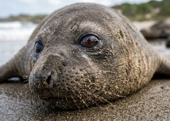 filhote de elefante marinho abandonado ao nascer voltou ao mar após sete meses de recuperação