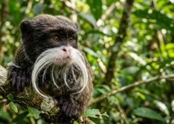 O intrigante sagui-imperador, famoso pelos estudos de vida selvagem por seus bigodes exuberantes e por sua surpreendente criação coletiva de filhotes na selva amazônica