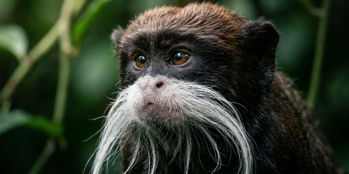 Este sagui-imperador exuberante da floresta amazônica que desafia os biólogos porque além de exibir bigodes brancos marcantes adota um sistema cooperativo único para cuidar dos filhotes