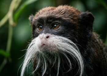 Este sagui-imperador exuberante da floresta amazônica que desafia os biólogos porque além de exibir bigodes brancos marcantes adota um sistema cooperativo único para cuidar dos filhotes