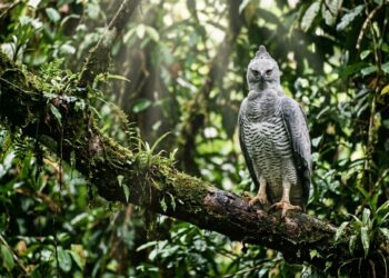 Este gavião-real-falso que virou destaque entre biólogos porque além de habitar a Amazônia consegue utilizar uma plumagem quase idêntica à da harpia para confundir presas e competidores
