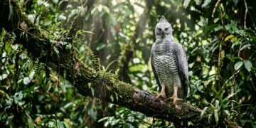 Este gavião-real-falso que virou destaque entre biólogos porque além de habitar a Amazônia consegue utilizar uma plumagem quase idêntica à da harpia para confundir presas e competidores
