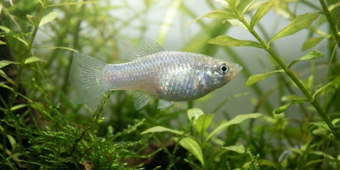 A enigmática espécie de peixe que perdurou por 100 mil anos sem a presença de machos e deixou um rastro evolutivo que intriga os cientistas