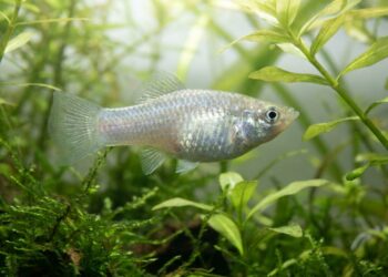 A enigmática espécie de peixe que perdurou por 100 mil anos sem a presença de machos e deixou um rastro evolutivo que intriga os cientistas