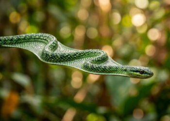Cobra voadora pode planar até 30 metros entre árvores