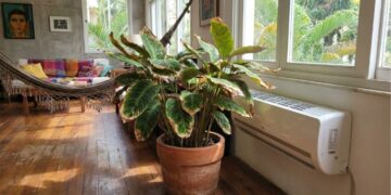 Álvaro Pedrera, especialista em plantas: "Se as folhas das suas plantas tiverem pontas marrons e secas, não é um problema de rega."