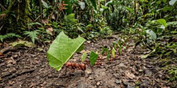 A formiga brasileira que cultiva o próprio alimento dentro do formigueiro há milhões de anos