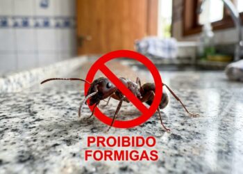 Como acabar com a trilha de formigas na pia da cozinha: o truque fácil de borrifar cravo-da-índia com vinagre que sempre funciona