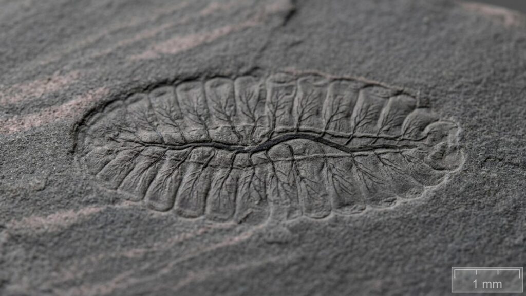 Pesquisadores encontram fósseis de organismos complexos em camadas geológicas anteriores ao período Cambriano que desafiam a cronologia da evolução na Terra