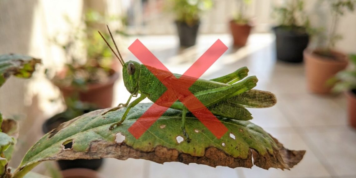 As 8 plantas de horta que espantam gafanhotos famintos e deixam a folhagem das suas plantas ornamentais sem nenhum buraco
