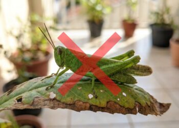 As 8 plantas de horta que espantam gafanhotos famintos e deixam a folhagem das suas plantas ornamentais sem nenhum buraco