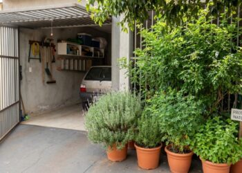 Os 7 arbustos aromáticos que espantam aranhas marrons e deixam os cantos sombreados da garagem totalmente seguros