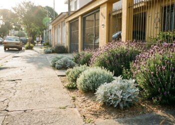 8 plantas de tons acinzentados que fazem um par perfeito com a lavanda e ainda dão um visual mediterrâneo para a fachada
