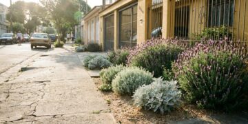 8 plantas de tons acinzentados que fazem um par perfeito com a lavanda e ainda dão um visual mediterrâneo para a fachada