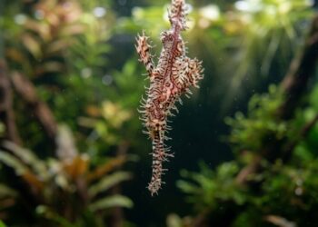 A peculiaridade das características anatômicas deste peixe recém-identificado justifica a escolha do seu nome