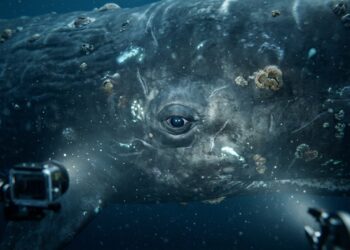 Austrália rastreia o oceano a 4.500 metros de profundidade e encontra o DNA de um gigante que estava desaparecido há 25 anos