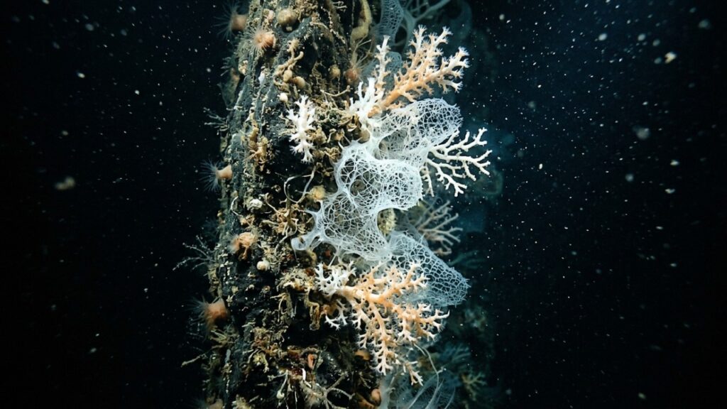 Esta fenda submarina de 2600 metros entre o Alasca e a Sibéria considerada um abismo inexplorado surpreende cientistas ao revelar um ecossistema inteiro escondido no fundo do mar