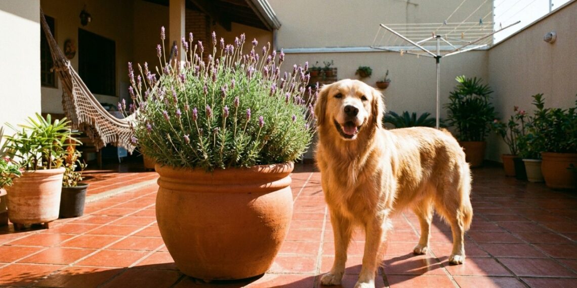 As 2 plantas que absorvem odores fortes e deixam o espaço onde os cães fazem xixi no quintal com cheiro de frescor