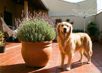 As 2 plantas que absorvem odores fortes e deixam o espaço onde os cães fazem xixi no quintal com cheiro de frescor