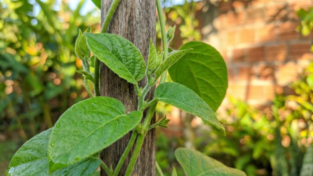 A flor noturna que virou moda no jardim da frente porque além de só abrir à noite, exala um perfume doce que entra pela janela