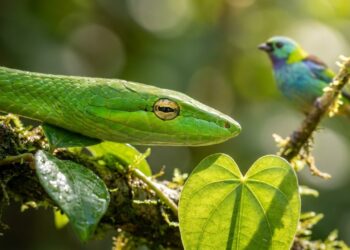 O detalhe sutil na coloração da cobra-cipó que permite que ela desapareça no dossel amazônico e se consolide como o predador mais silencioso da floresta densa