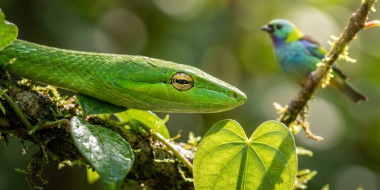 O detalhe sutil na coloração da cobra-cipó que permite que ela desapareça no dossel amazônico e se consolide como o predador mais silencioso da floresta densa