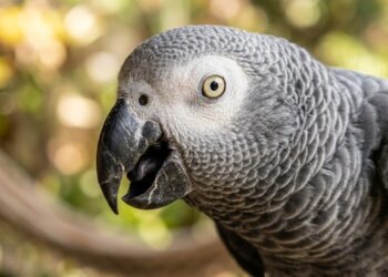 Aves que falam revelam comunicação além da imitação