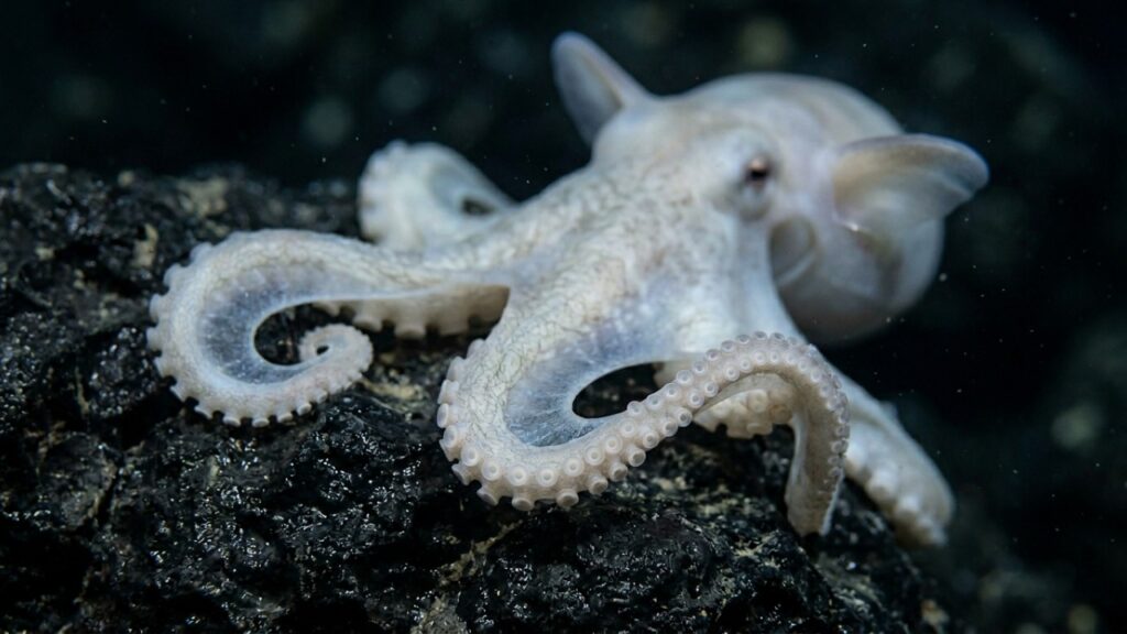 Este novo polvo Dumbo batizado de Grimpoteuthis feitiana que virou destaque porque além de viver nas profundezas do Pacífico prova que cada expedição ao mar profundo encontra espécies totalmente novas