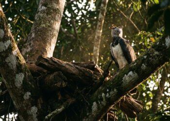 A engenharia biológica do gavião-real que virou destaque na Amazônia porque além de erguer ninhos de até uma tonelada utiliza galhos de árvores emergentes específicas