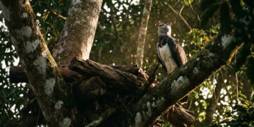 A engenharia biológica do gavião-real que virou destaque na Amazônia porque além de erguer ninhos de até uma tonelada utiliza galhos de árvores emergentes específicas