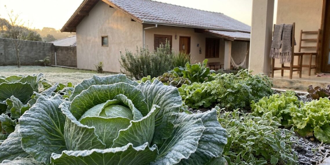 Os 5 cultivos de inverno que ficam mais doces e crocantes depois de pegarem a primeira geada forte da estação
