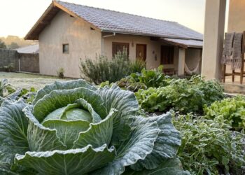 Os 5 cultivos de inverno que ficam mais doces e crocantes depois de pegarem a primeira geada forte da estação
