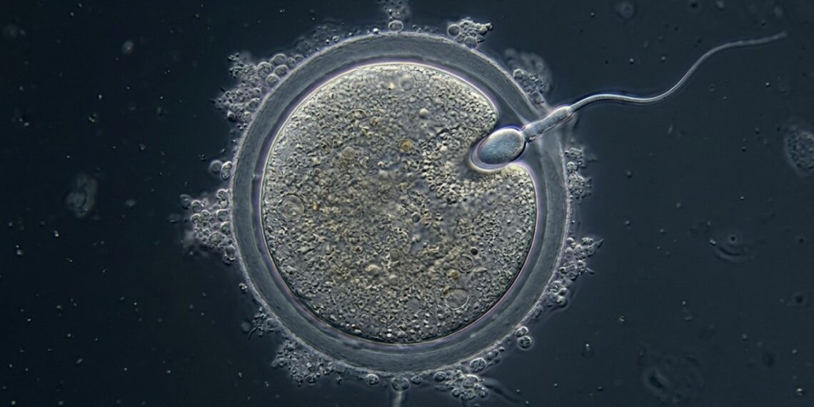 O HyperSperm, uma tecnologia inovadora desenvolvida por cientistas argentinos, ganhou destaque na medicina reprodutiva, pois além de aprimorar a fertilização, eleva consideravelmente as possibilidades de gestação